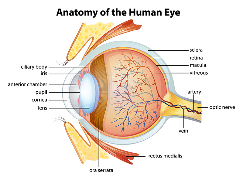 מבנה העין האנושית